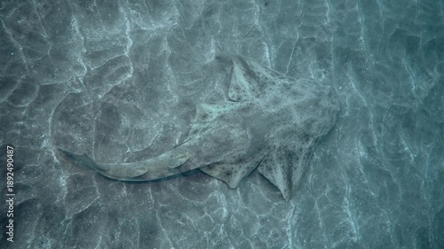 Angel shark swimming above the sand in the Canary Islands