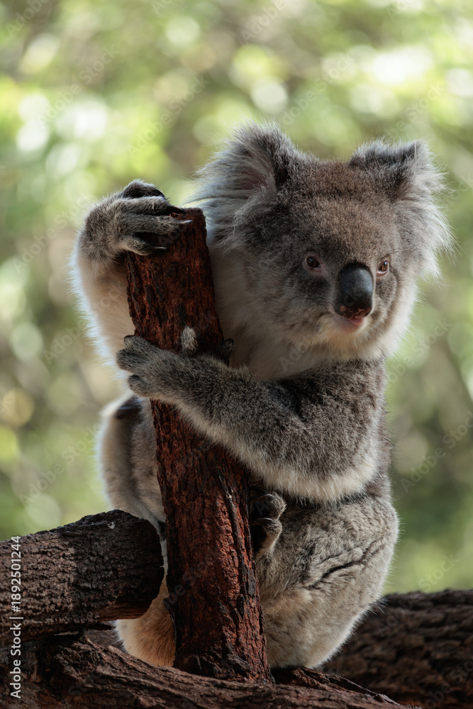 Fototapeta premium A koala is standing on a log and holding onto it with its paws