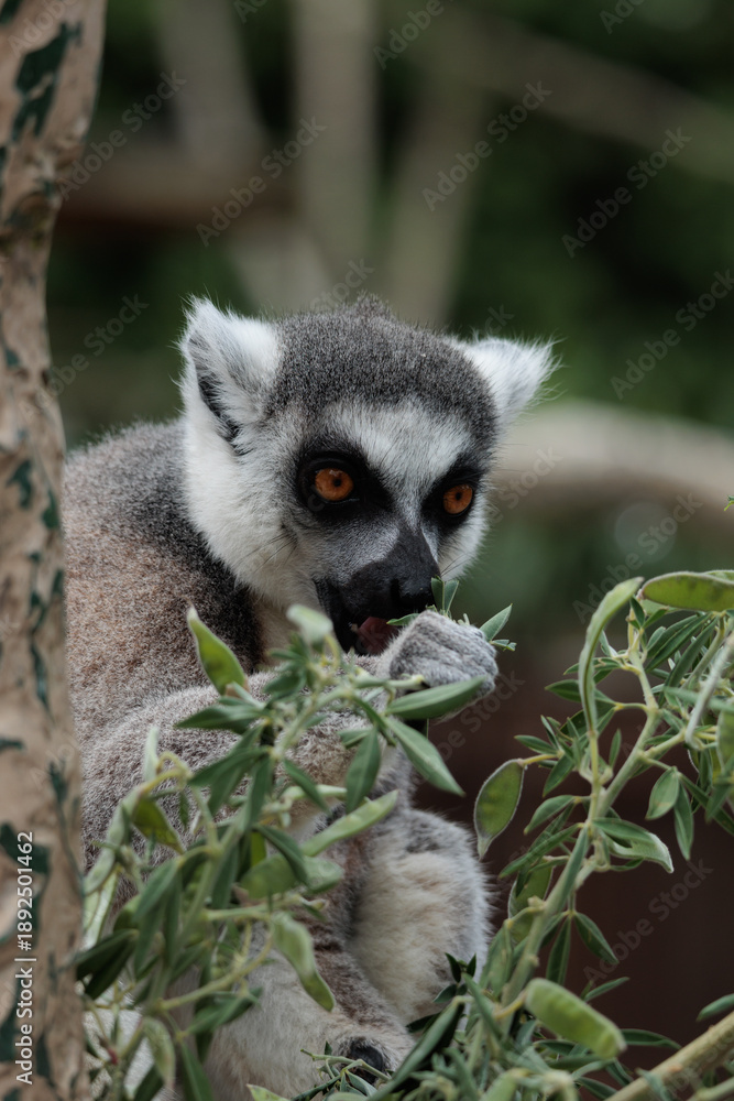 Fototapeta premium A lemur is eating leaves from a tree