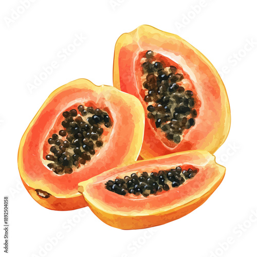 Papaya Sliced, detailed watercolor clipart vector, isolated on a pure white background.
