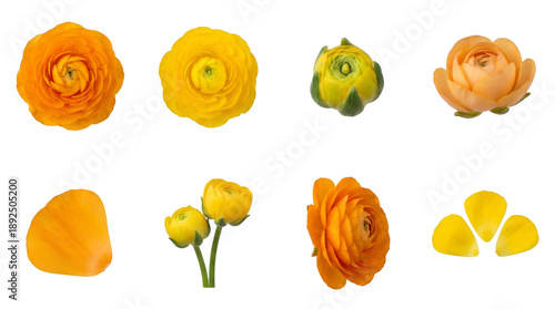 Yellow and orange ranunculus flower set including full blooms, buds, side views, and loose petals isolated. Floral decoration and spring botanical collection.