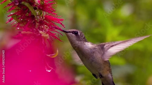 Ruby Throated Hummingbird Rapid Wing Motion While Feeding Nectar from Bottlebrush Flowers
