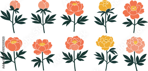 Colorful peony flowers in pink and yellow