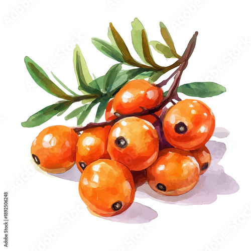 Watercolor illustration painting of Sea Buckthorn Sliced, minimal, isolated on a white background.