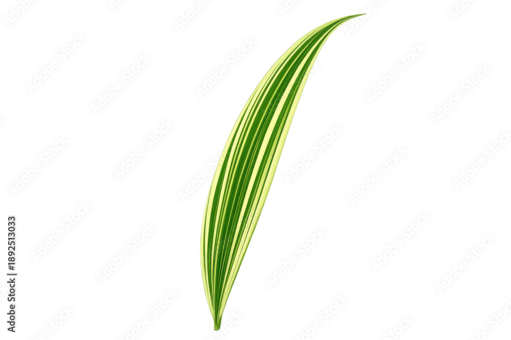 Fototapeta premium Long striped green and lime green variegated leaf for design elements and compositions. Transparent background