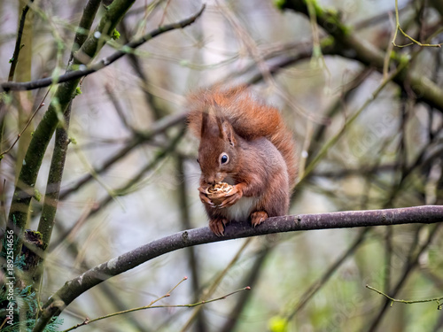 Eichhörnchen, Eurasisches Eichhörnchen, Sciurus vulgaris
