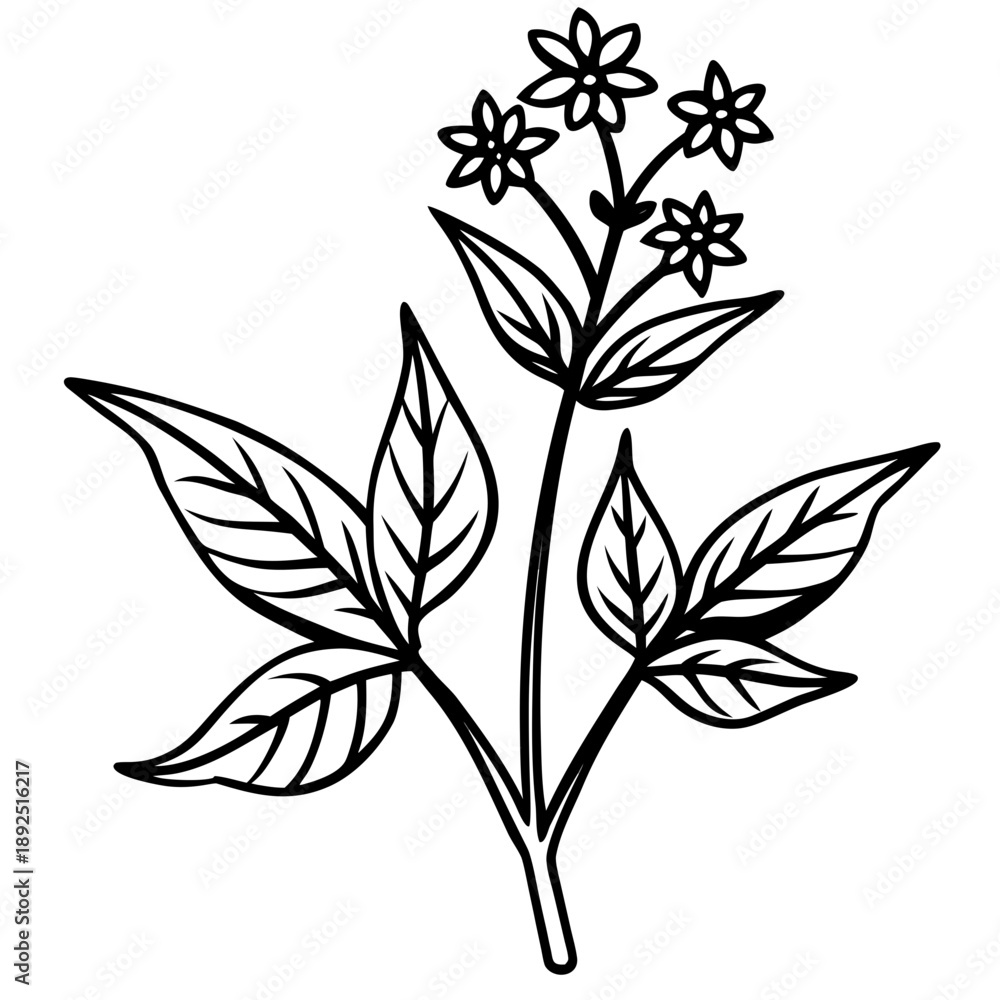 Fototapeta premium Nature’s Remedy | Premium Medicinal Herb & Botanical Vector Collection