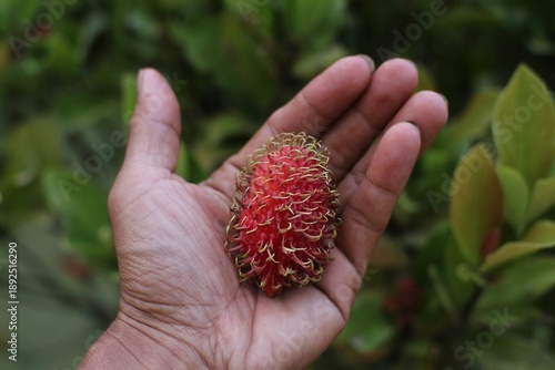 Fotografía Close-up, a ripe red rambutan fruit in someone's hand against a blurry background of leaves