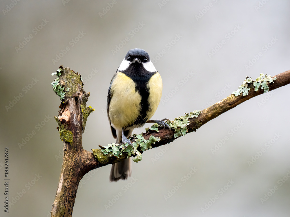 Obraz premium Kohlmeise, Parus major