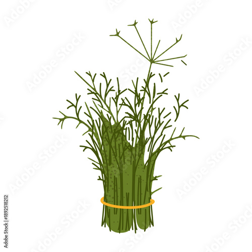 Fresh dill herb bundle illustration. Cartoon flat illustration of a bunch of green dill with stems, suitable for cooking, food design, healthy lifestyle, and natural concepts.