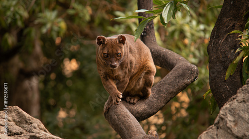 Canvas Print Horizontal image of a wild cat fossa walking along a log