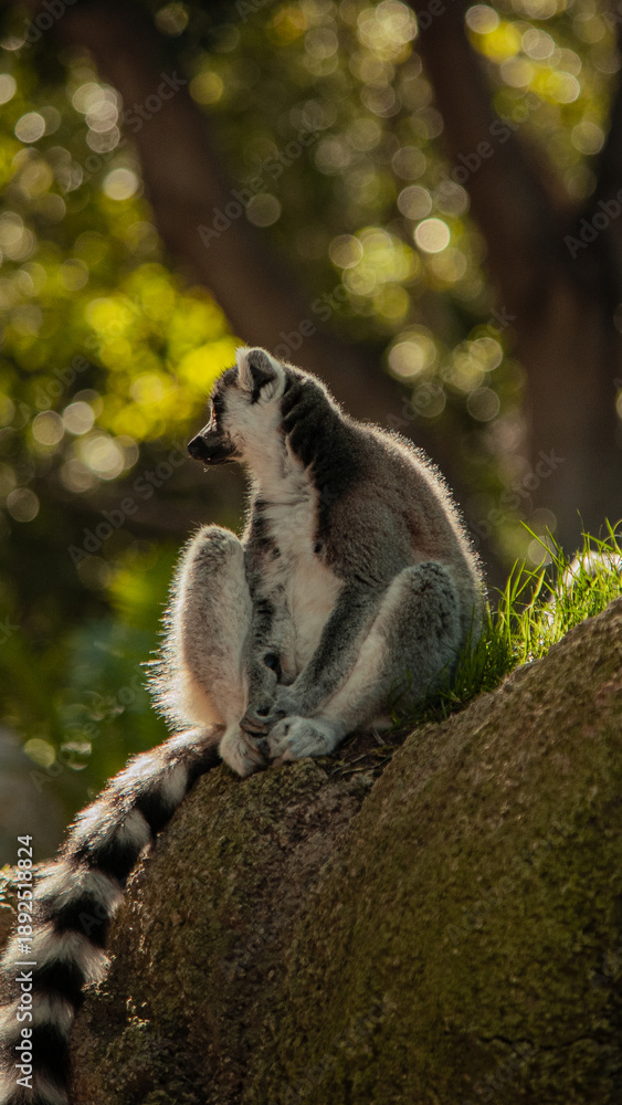 Fototapeta premium Vertical image of a single ring-tailed lemur resting on a rock with tropical palm trees in the background. 