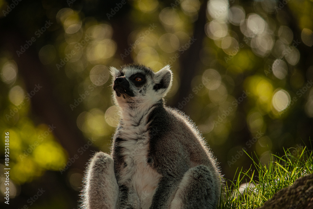 Fototapeta premium Horizontal image of a single ring-tailed lemur resting on a rock with tropical palm trees in the background. 