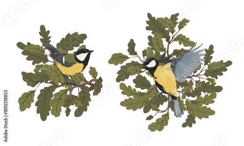 A set of compositions with tit and oak leaves. Realistic vector botanical illustrations