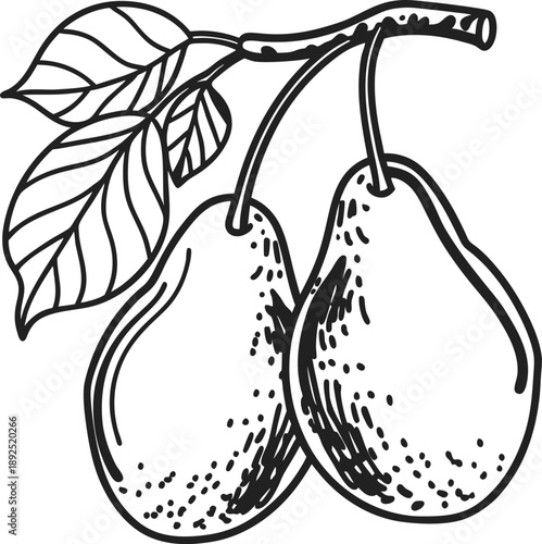 Two ripe pears hanging from a branch with detailed leaves, hand drawn sketch illustration