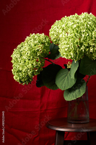 Green hydrangea flowers in glass vase on stool against dramatic red backdrop