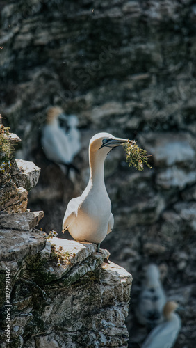 Quadro su tela Large white gannet perched on coastal cliffs holding grass in its beak during th
