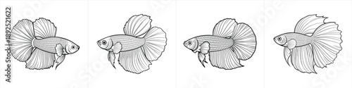 detailed hand drawn halfmoon betta fish sketches for elegant aquatic animal art black and white clipart design vector illustration artwork
