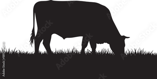 Black Cow Grazing on Grass Silhouette Isolated on White