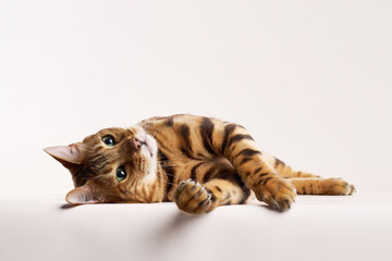 A Bengal cat lies flat with front paws stretched out. The head is tilted as it looks at something off frame.