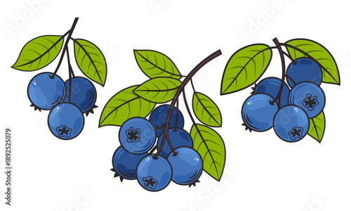 Fresh blueberry with green leaf in cartoon style, vector sweet berries