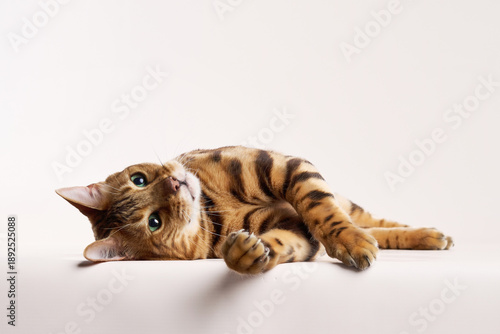 Foto A Bengal cat lies flat with front paws stretched out