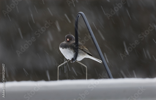 Dark-eyed Junco Eating At Backyard Feeder In Nature Setting.