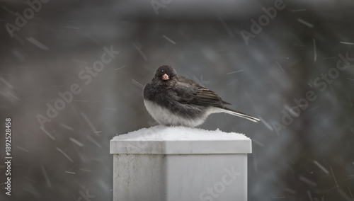 A Black-eyed Junco Visits Snowy Environment During Winter Storm.