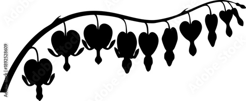 Bleeding heart flower silhouette isolated on white background minimalist heart-shaped blossoms hanging on branch botanical illustration