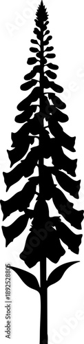 Foxglove digitalis flower spike silhouette isolated on white background minimalist tall bell-shaped blossoms botanical illustration