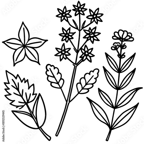 The Healer’s Trio | Minimalist Medicinal Botanical Vector Set