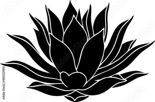 Agave attenuata fox tail agave silhouette isolated on white background minimalist spineless rosette succulent botanical illustration
