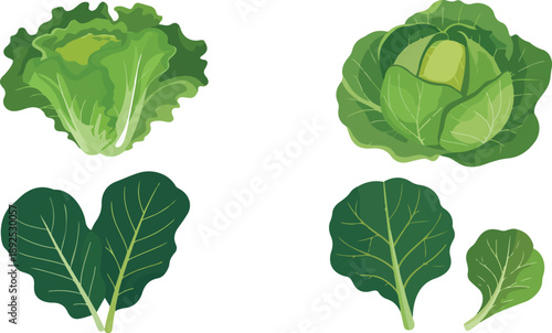 Leafy Lettuce Manual Design Set  Cabbage, Napa, and Romaine Greens