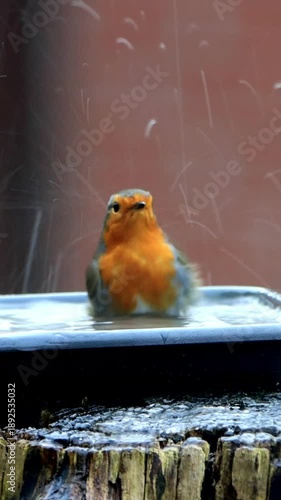 European robin bird takes a bath, vertical video
