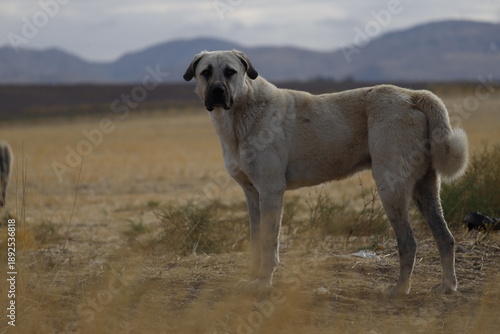 Majestic shepherd dog standing on watch in the rural landscape.