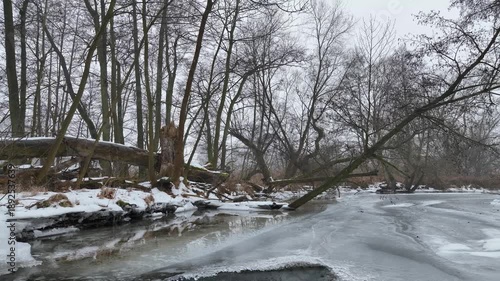 Meandering river flood forest wetland in winter melting snow thin ice frost water aerial drone view shot fallen died trees or wood, clear clod water. Dynamic floodplain forest Litovelske Pomoravi