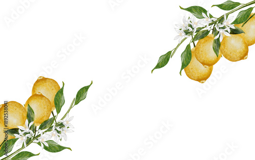 A branch with lemons watercolor frame. Hand drawn tropical sour fruit. Clip art of juicy yellow lime. Citrus on isolated white background. Ideal for logo and packaging of natural cosmetics, household
