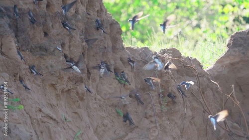 A flock of sand martins (Riparia riparia)  nest on a sandy shore on a spring morning.