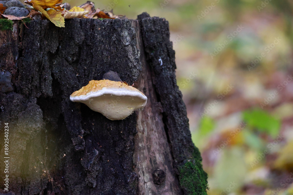 Fototapeta premium Close Up Of A Light Colored Shelf Mushroom (Polypore) Growing On The Textured Bark Of An Old Deciduous Tree.