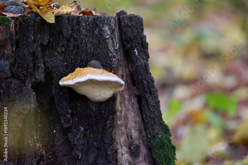 Canvastavla Close Up Of A Light Colored Shelf Mushroom (Polypore) Growing On The Textured Bark Of An Old Deciduous Tree