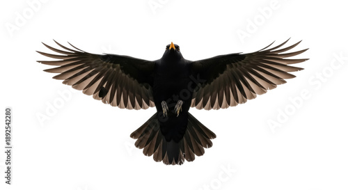 Vászonkép Blackbird in flight PNG isolated on transparent background, bird with open wings