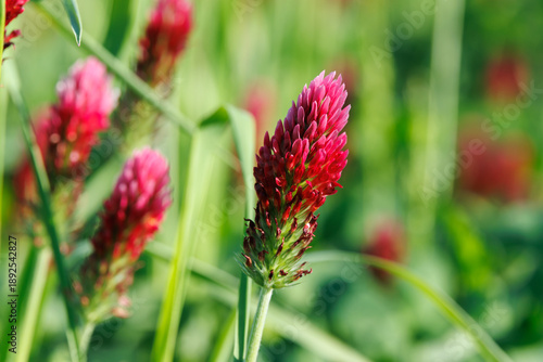 grüne Sommerwiese mit blühendem Inkarnat-Klee (Trifolium incarnatum)