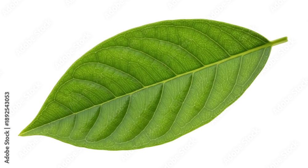 Obraz premium Bright green leaf PNG isolated on transparent background, detailed foliage with visible veins for botanical design and nature-themed projects