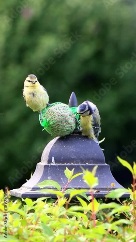 eurasian blue tit on fat ball, vertical video

