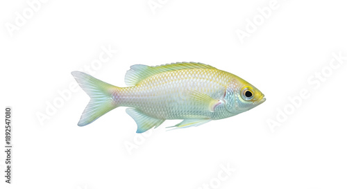 Yellowtail fusilier isolated PNG on transparent background, colorful tropical fish with vibrant yellow tail and sleek body for marine life designs