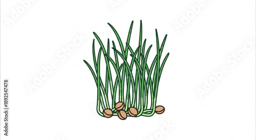 Green onions with bulbs growing in soil fresh herb plants for cooking and garnish