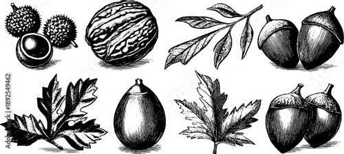 Vintage botanical engraving of food ingredients with leaves and nuts for retro design