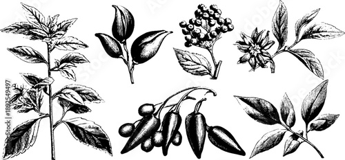 Vintage botanical engravings of food ingredients for culinary design