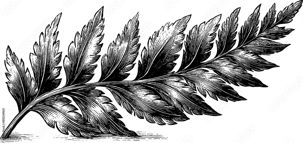 Fototapeta premium Vintage botanical fern frond engraving for nature-inspired design