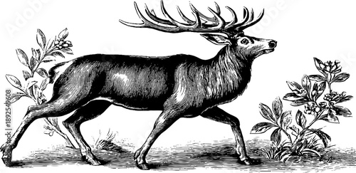 Vintage botanical engraving of forest animal in walking pose from 19th century